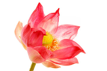 Delicate Pink Lotus Blossom in Full Bloom Isolated on White Background Capturing the Elegance and Serenity of Nature with Soft Petals and Bright Centre