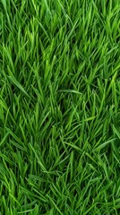 Lush Green Grass Texture Nature Spring Field Meadow Lawn Plant Background Ecology Environment