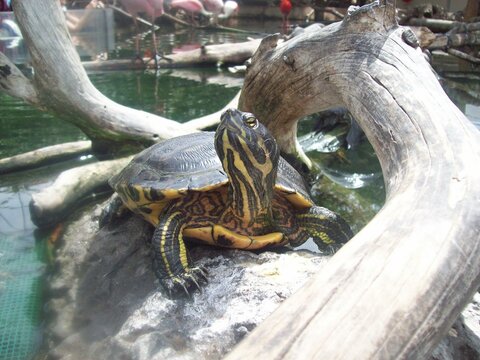 Tortuga estirando el cuello