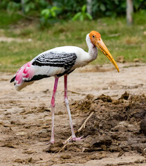 Painted Stork stands on the ground next to the edge of the forest.