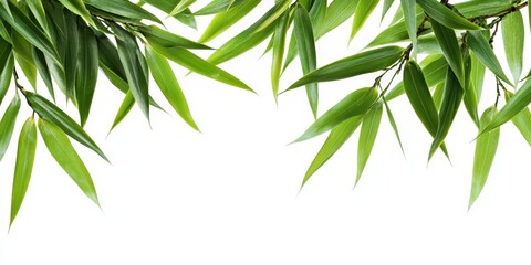 Fototapeta premium Isolated bamboo leaves set against a white background, showcasing the delicate structure and vibrant color of bamboo leaves. This image of bamboo leaves includes a clipping path for easy use.