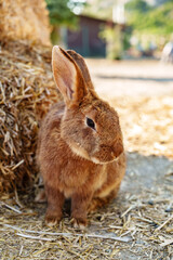 A brown rabbit sitting calmly on a sunny day at a farm