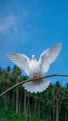 Obraz premium White dove is perched on a branch in a lush green forest