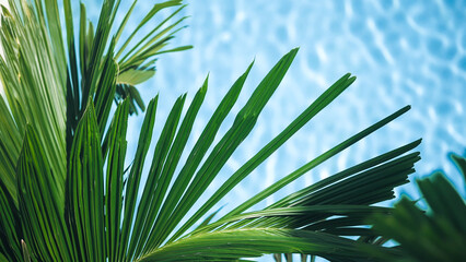Top view of palm leaves against a background of turquoise water at a swimming pool. Vacation and travel concept. © wedmoments.stock