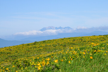 Day lilies and snow-capped mountains, Kurumayama, Nagano, Japan / ニッコウキスゲと雪を被る山脈　車山　長野　日本