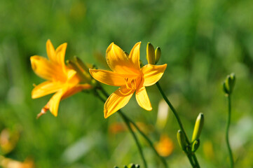 Obraz premium Day lily, Kurumayama, Nagano, Japan / ニッコウキスゲ 車山 長野 日本