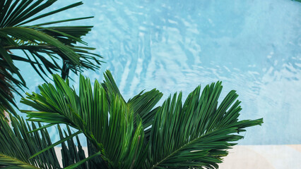 Top view of palm leaves against a background of turquoise water at a swimming pool. Vacation and travel concept. © wedmoments.stock