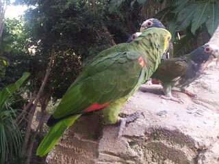 Loro verde