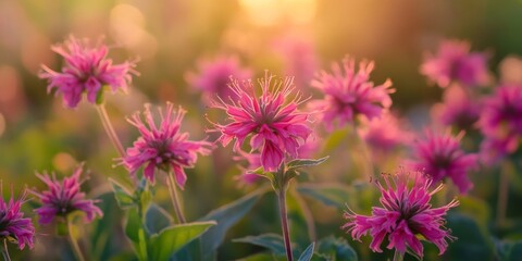 Fototapeta premium Monarda is a genus of vibrant flowering plants belonging to the mint family, Lamiaceae. Known for its qualities, Monarda includes common names like bee balm and oswego tea, showcasing its diverse
