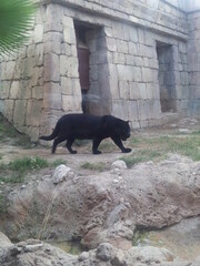 Pantera negra en el zoo © JuanCarlos