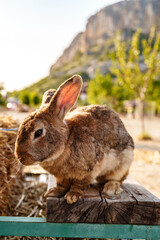 A curious rabbit explores its farm surroundings during a sunny afternoon