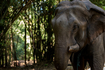 Fototapeta premium Close-up of an elephant in the forest.