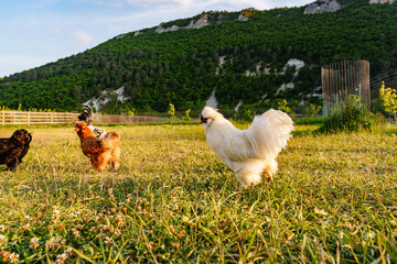 A group of chickens enjoying the late afternoon sun near a rustic barn in a rural setting