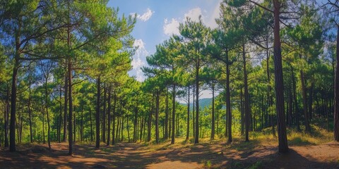 A vast pine wood known as Pinus Pengger showcases the beauty of pine trees, making it an ideal destination for nature lovers and photographers seeking stunning views of pine woods.