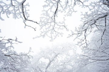 Snow Scenery of Daegwallyeong, Gangwon-do, Korea