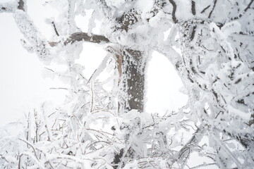 trees covered with snow in Seonjaryeong, Gangwon-do, Korea