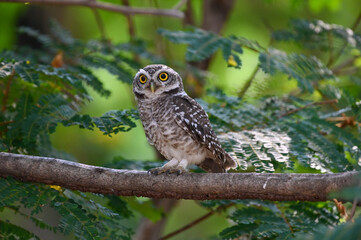 A big-eyed owl is looking for prey