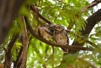 Two Adorable Owls Snuggling on Tree Branch