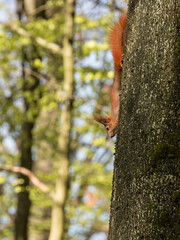 red squirrel climbing down tree trunk, sciurus, vulgaris, beech, fagus, sylvatica, habitat, mammal, forest, ecology