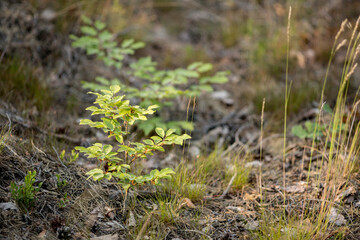 young beech seedling, young leaves, small tree, forest regeneration