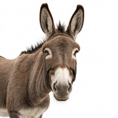portrait of a donkey