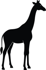 Fototapeta premium giraffe black silhouette isolated vector art Illustration with white background
