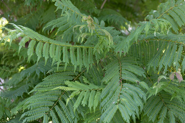 Green leaves and dense foliage contribute to the nature of the landscaping, promoting wellness and tranquility while supporting sustainable practices and conservation.
