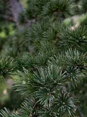 pine needles