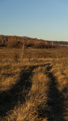 A vast field of dry grass scattered with trees in the background