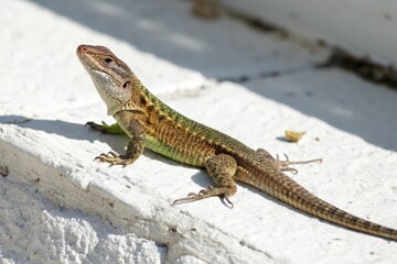 Lizard sunbathing on a wall outdoor nature daytime wildlife