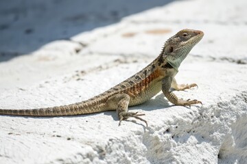 Fototapeta premium Lizard sunbathing on a stone outdoor nature scene close-up view