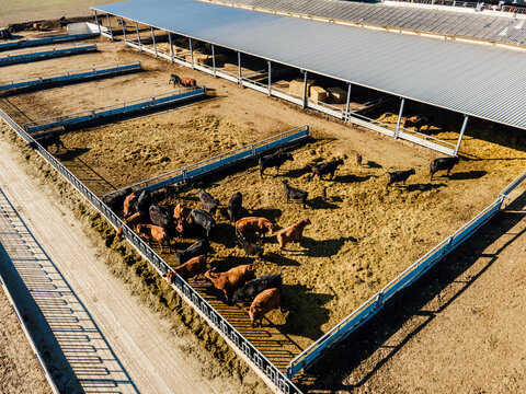 Drone view of cow's ranch. Livestock and husbandry concept.