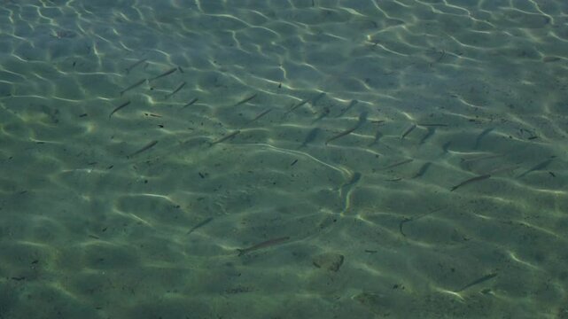 School of mullets swimming in Mediterranean ocean