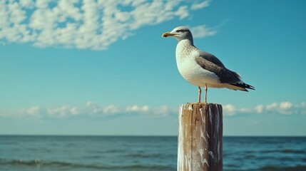 Seagull perched on wooden post with the blue sky and sea background.