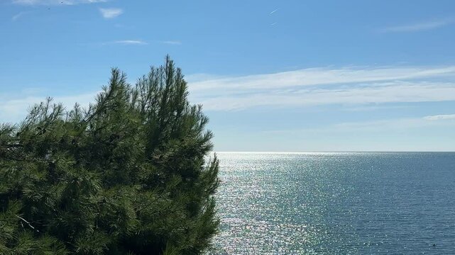 Blue sea and pine tree on the coast.