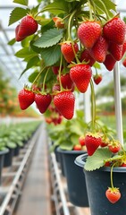 Ripe Strawberries Hanging in a Greenhouse Nursery. AI Generated