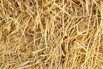 Dry rice straw texture for background and design, hay bale pattern.