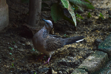 A spotted dove stands on soil with its head upturned. The ground is partially covered with mossy bricks and small plants, creating a natural and serene outdoor setting.