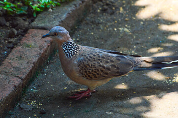 Side view of a spotted dove standing on wet concrete with a border brick. The bird's intricate feather patterns and vibrant legs are highlighted in a sunny, serene outdoor setting.