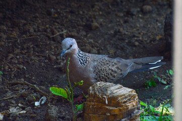 A spotted dove stands on wet soil near a tree stump with new leaves growing, observing its surroundings. The scene highlights nature's resilience in a serene outdoor setting.