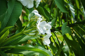 A side view of white frangipani flowers in full bloom, surrounded by lush green leaves under bright sunlight, highlighting the beauty of this tropical plant in a serene setting.