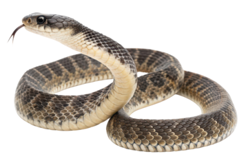 Snake encounter in nature close-up perspective of a serpent