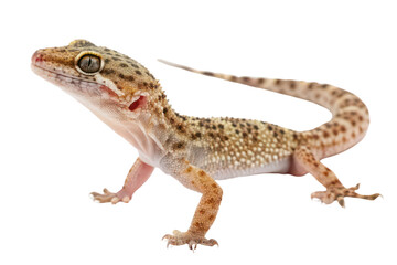 Naklejka premium Lively gecko exploring its habitat nature wildlife close-up reptile behavior