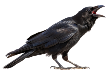 Cawing raven forest clearing wildlife natural habitat close-up bird behavior