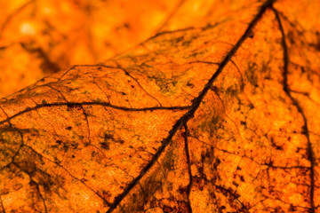 Close-up of an autumn leaf showcasing vibrant orange and brown hues and intricate vein patterns.