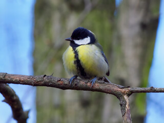 tit sitting on a tree branch against a blurred background