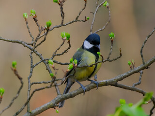 tit sitting on a tree branch against a blurred background