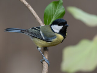 Naklejka premium tit sitting on a tree branch against a blurred background