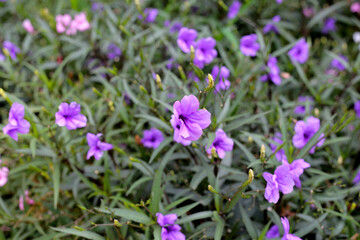 Ruellia tuberosa flowers with green leaves