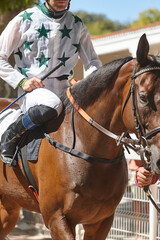 Obraz premium Race horse with jockey detail. Purebred in the hippodrome. Turf